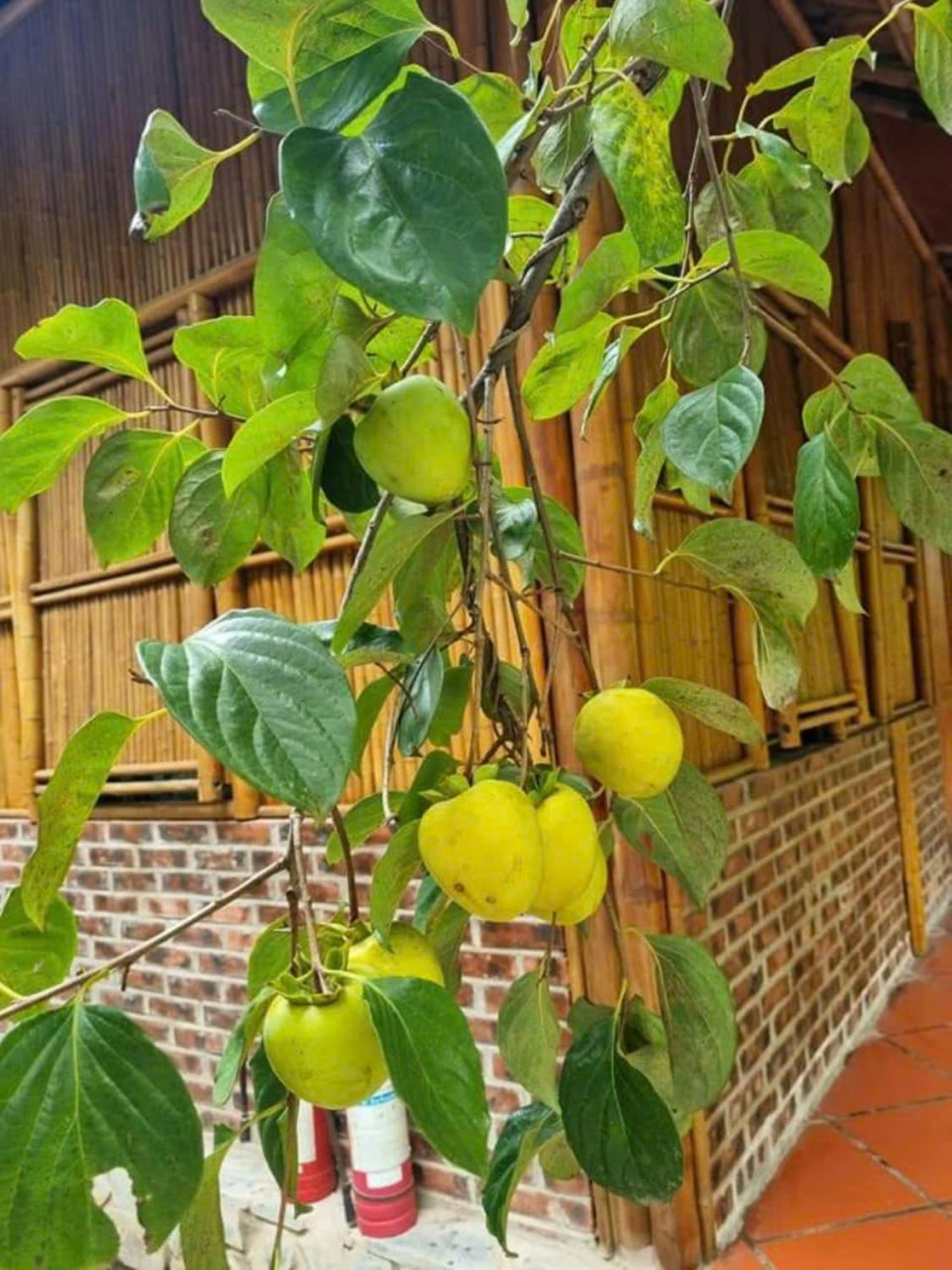 Hoalu Backpacker Homestay Ninh Binh Zewnętrze zdjęcie